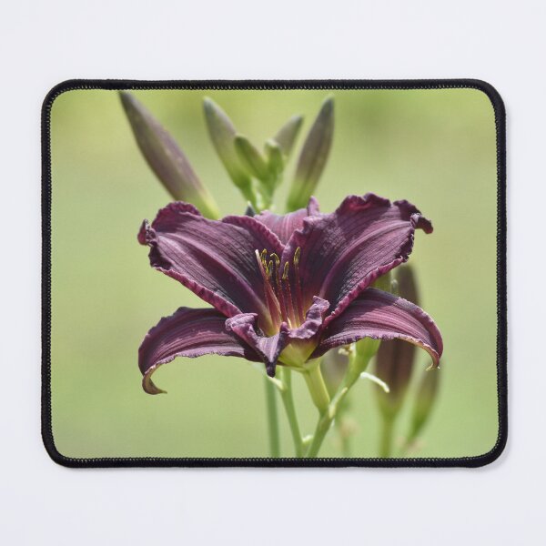Item preview, Elegant Purple Daylily Macro Photography designed and sold by TathataPhotos.