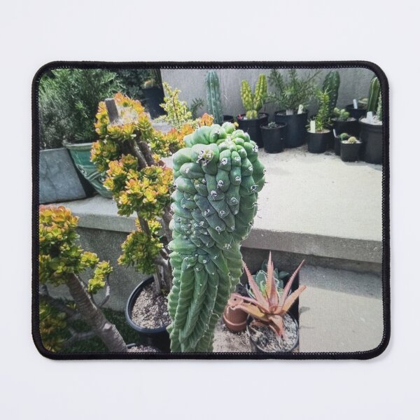 Item preview, Succulent Garden in Sunlight designed and sold by Rizaulussain.