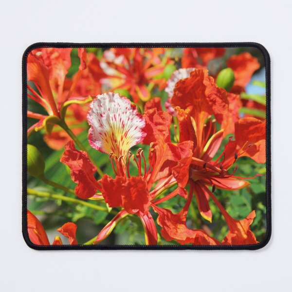 Item preview, Royal Poinciana Flame Tree Blossoms designed and sold by 27Tammy27.