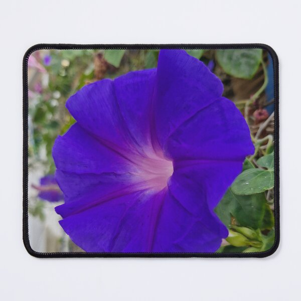 Item preview, summer bloom, morning glory designed and sold by Lunar-Dragon.