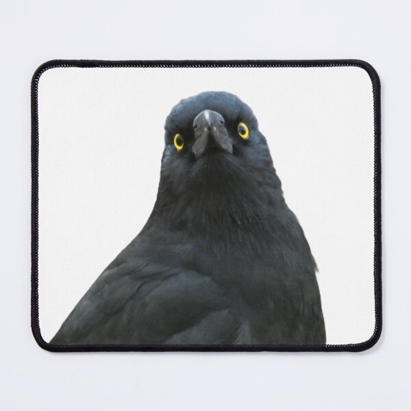 Item preview, Concerned Currawong designed and sold by Cg-originals-.