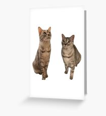 Schmuse die Katze an 1 Grußkarte