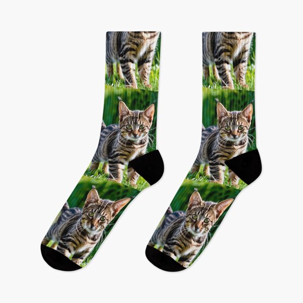 Item preview, Animals - Tabby Cat with a Piercing Gaze, Natural Portrait designed and sold by World-Pets.