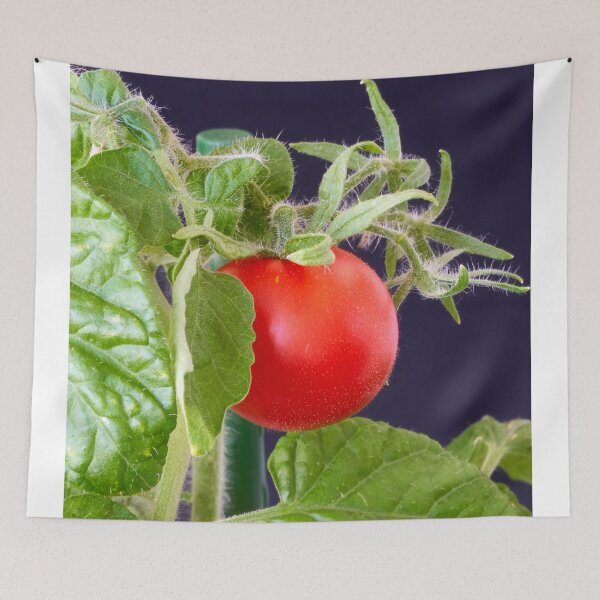 Item preview, a red tomato designed and sold by IgorKovalenko.