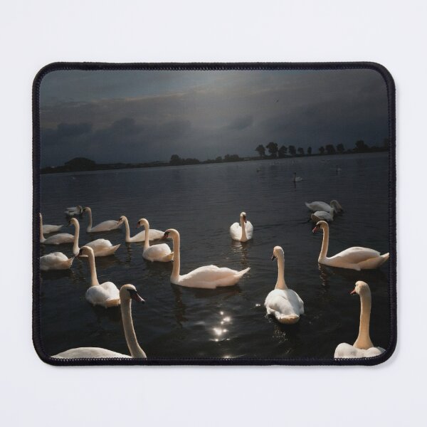 Item preview, Golden Light on Graceful Swans designed and sold by DiaSinama.