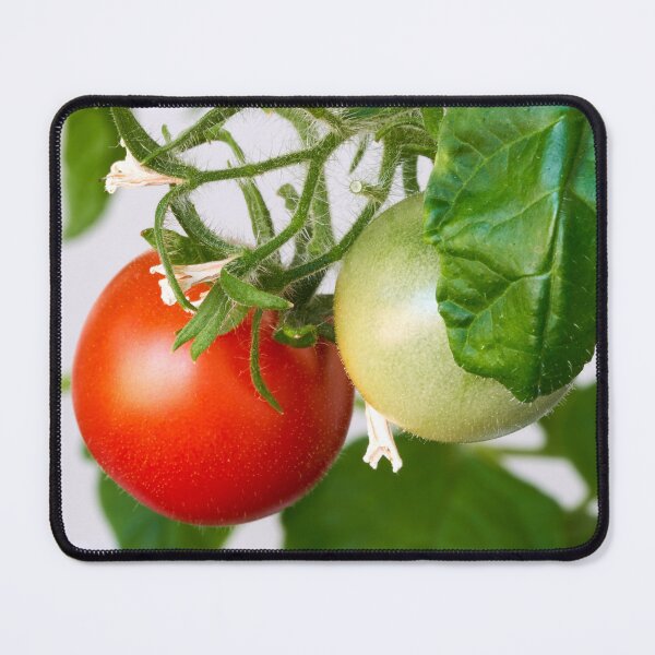 Item preview, A red tomato grows on a green bush designed and sold by IgorKovalenko.