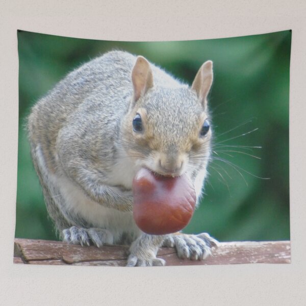 Item preview, Squirrel designed and sold by Marie Clapton.