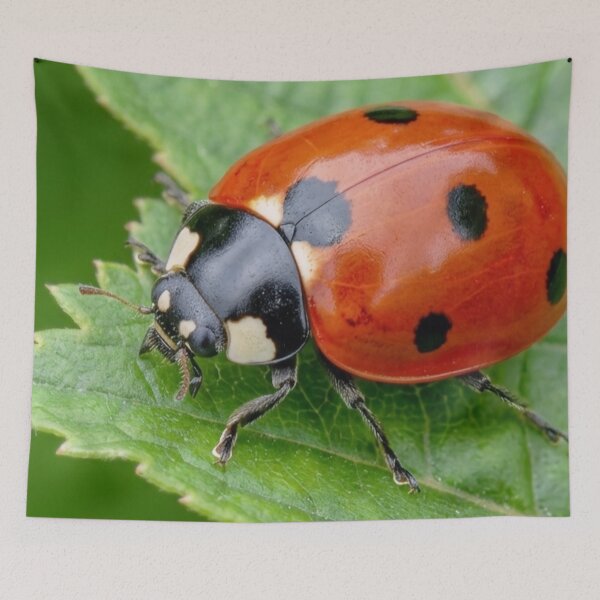 Item preview, Ladybug on Green Leaf Nature Macro Photography  designed and sold by S.K.Singh.