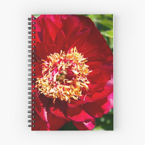 Item preview, Deep Red Japanese Peony designed and sold by daphsam.