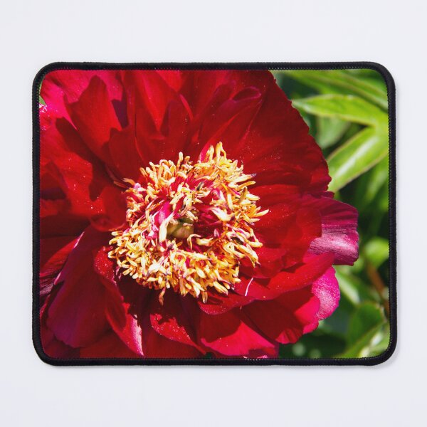 Item preview, Deep Red Japanese Peony designed and sold by daphsam.