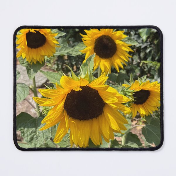 Item preview, Sunflowers designed and sold by EllyB1.