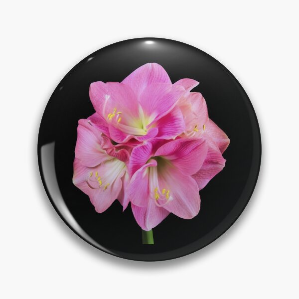 Item preview, Graceful Pink Amaryllis (Hippeastrum) designed and sold by daphsam.