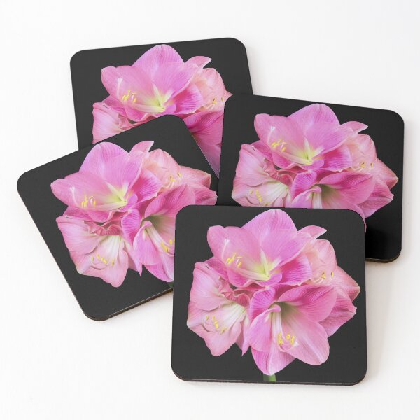 Item preview, Graceful Pink Amaryllis (Hippeastrum) designed and sold by daphsam.