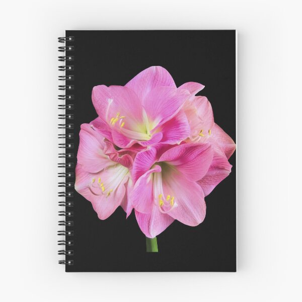 Item preview, Graceful Pink Amaryllis (Hippeastrum) designed and sold by daphsam.