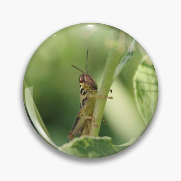 Item preview, Grasshopper clinging to a stem designed and sold by Edward G's Photographies.