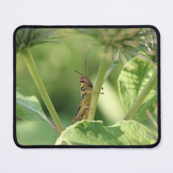 Item preview, Grasshopper clinging to a stem designed and sold by Edward G's Photographies.