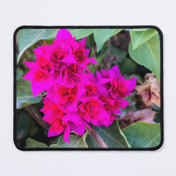 Item preview, Vibrant Pink Bougainvillea Flowers Among Green Leaves On A Tropical Garden Vine designed and sold by Nmallia.