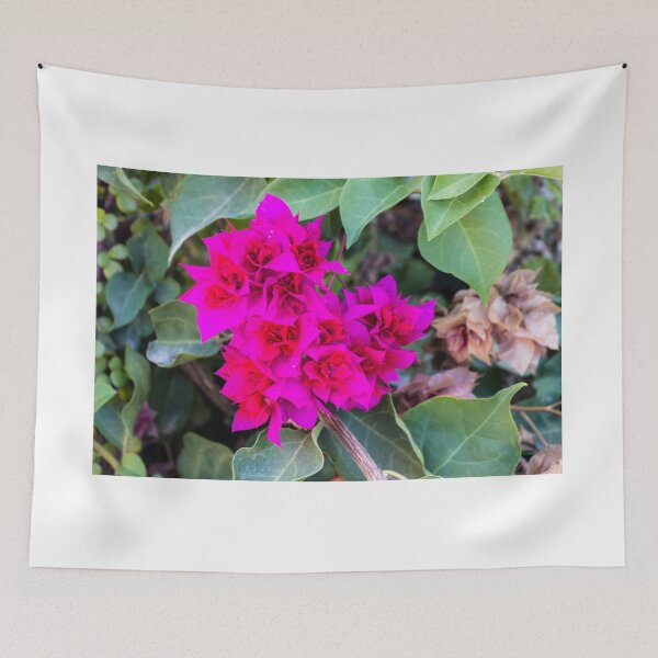 Item preview, Vibrant Pink Bougainvillea Flowers Among Green Leaves On A Tropical Garden Vine designed and sold by Nmallia.