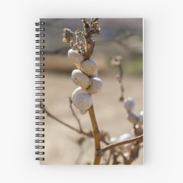 Item preview, Cluster Of White Snail Shells On A Dry Plant Stem In Desert Macro Nature Close-Up designed and sold by Nmallia.