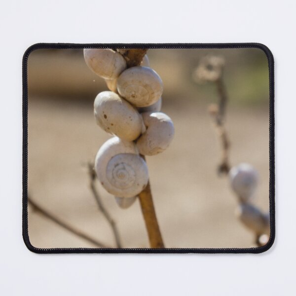 Item preview, Cluster Of White Snail Shells On A Dry Plant Stem In Desert Macro Nature Close-Up designed and sold by Nmallia.