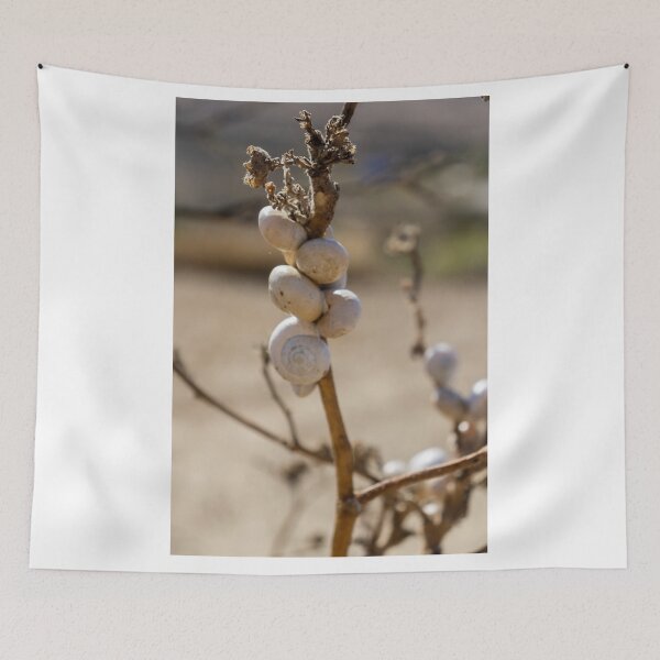 Item preview, Cluster Of White Snail Shells On A Dry Plant Stem In Desert Macro Nature Close-Up designed and sold by Nmallia.