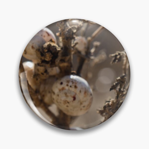 Item preview, Cluster Of White Snail Shells On A Dry Plant Stem In Desert Macro Nature Close-Up designed and sold by Nmallia.