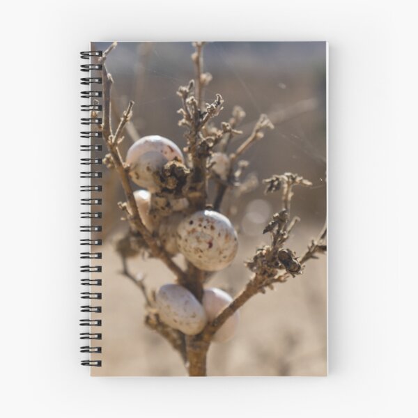 Item preview, Cluster Of White Snail Shells On A Dry Plant Stem In Desert Macro Nature Close-Up designed and sold by Nmallia.
