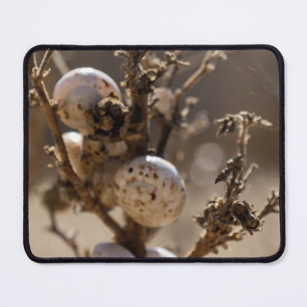 Item preview, Cluster Of White Snail Shells On A Dry Plant Stem In Desert Macro Nature Close-Up designed and sold by Nmallia.