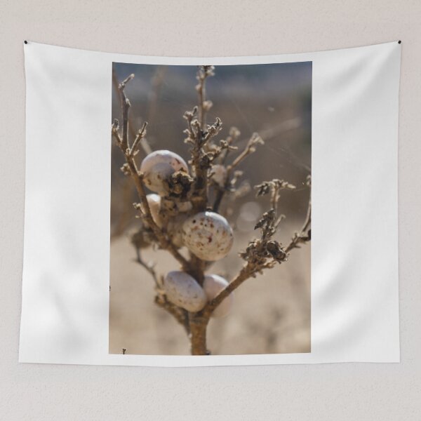 Item preview, Cluster Of White Snail Shells On A Dry Plant Stem In Desert Macro Nature Close-Up designed and sold by Nmallia.