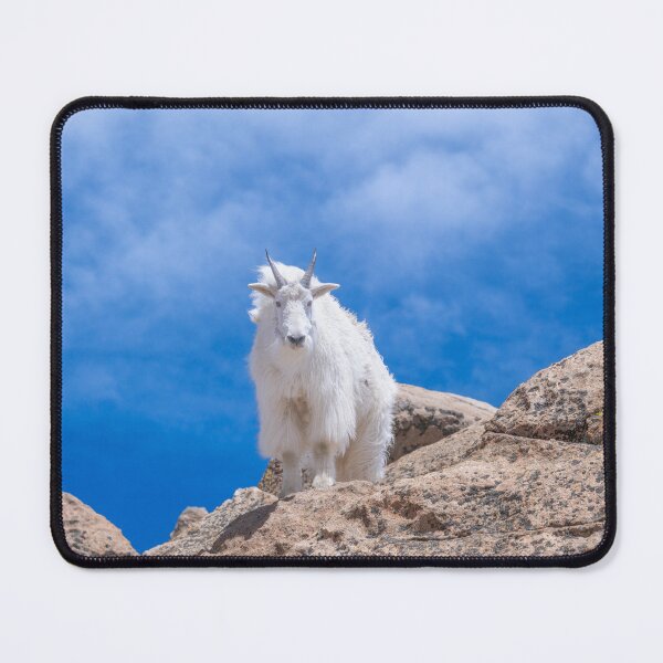 Item preview, Mountain Goat in Rocky Mountain National Park designed and sold by PeakActionPhoto.