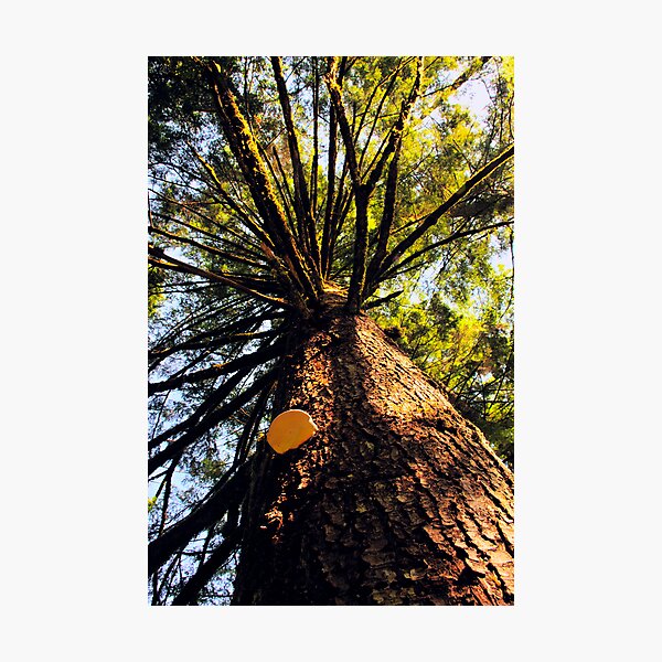 Item preview, Tree designed and sold by MaluC.