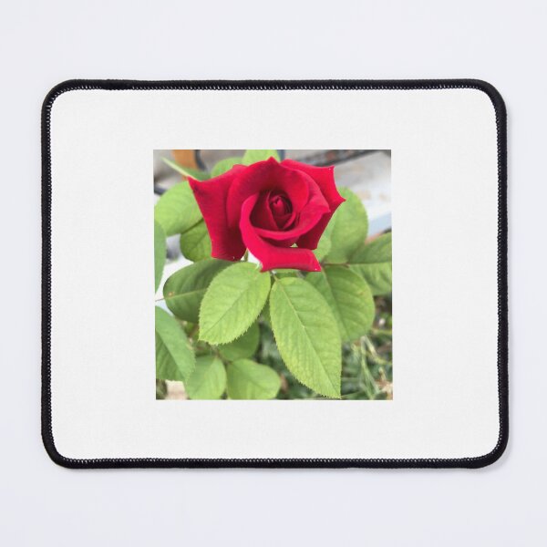 Item preview, Red rose designed and sold by Zinnia57.