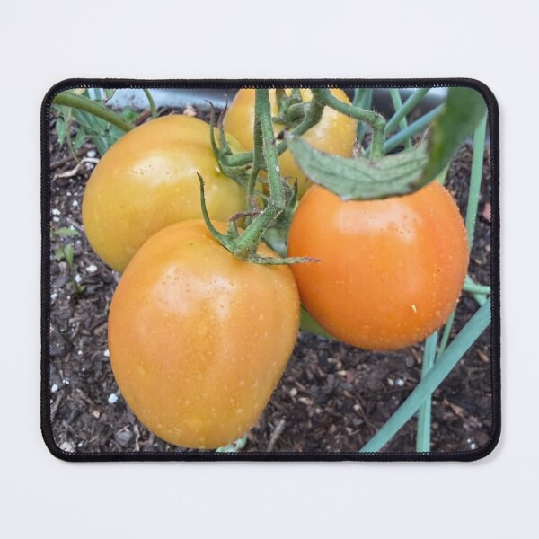 Item preview, Roma tomatos on the vine designed and sold by Zinnia57.