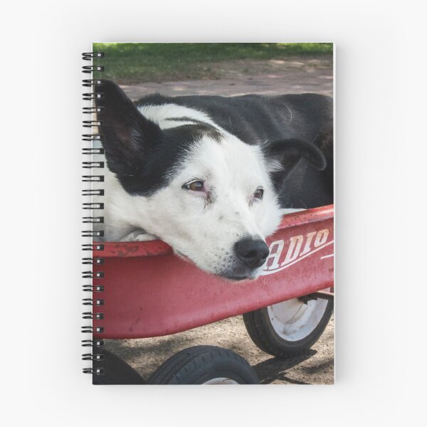 Item preview, Black and White Dog Waiting in Radio Flyer designed and sold by MaryLeePhoto.