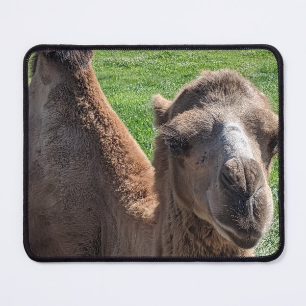 Item preview, Zoo designed and sold by CarrieMcDadeCreations.