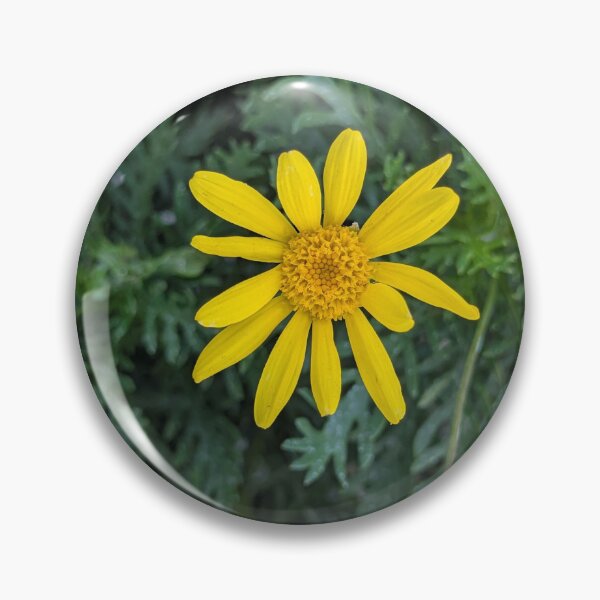 Item preview, Single Bright Yellow Euryops Daisy in Bloom Amidst Lacy Green Foliage designed and sold by gaohao1.