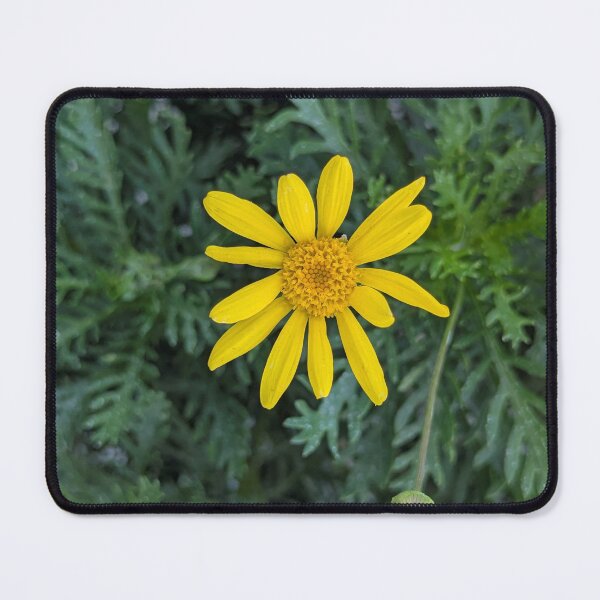 Item preview, Single Bright Yellow Euryops Daisy in Bloom Amidst Lacy Green Foliage designed and sold by gaohao1.