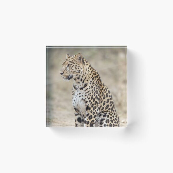 Item preview, Leopard Wildlife Wall Art African Safari Photography Big Cat Nature Print Luxury Animal Home Decor  Big 5 Cat designed and sold by Kzara Visual.