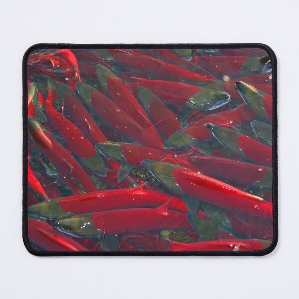 Item preview, Spawning Sockeye Salmon in a Stream in Alaska designed and sold by AlaskaExtreme.
