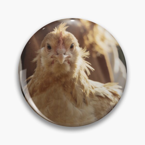 Item preview, Chicken Wall Art Farmhouse Backyard Hen Photography Country Farm Print Rustic Cottage Animal Poster Fine Art Photograph designed and sold by Kzara Visual.