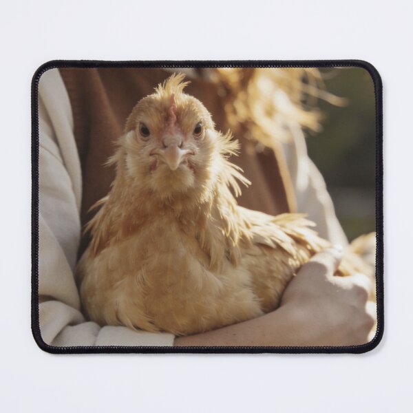 Item preview, Chicken Wall Art Farmhouse Backyard Hen Photography Country Farm Print Rustic Cottage Animal Poster Fine Art Photograph designed and sold by Kzara Visual.