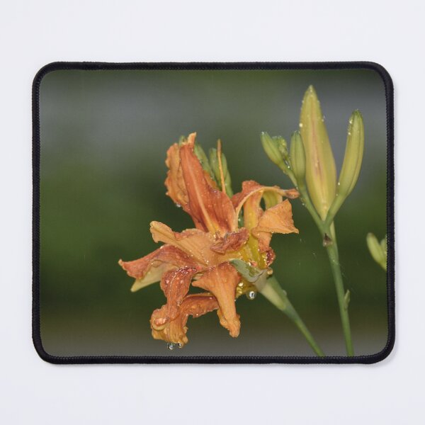 Item preview, Orange Daylily Macro Photography | Summer Garden Wall Art Print designed and sold by TathataPhotos.