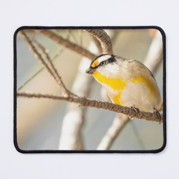 Item preview, Striated Pardalote designed and sold by robdwildlife.