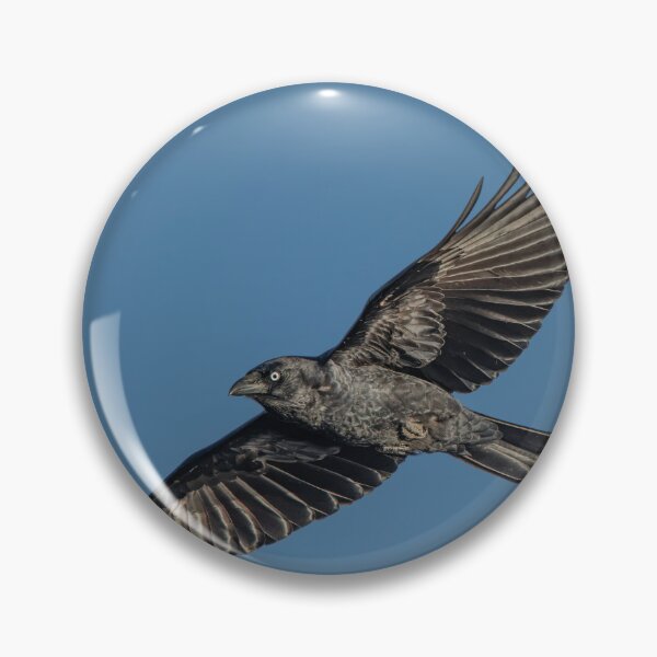 Item preview, Torresian Crow designed and sold by robdwildlife.