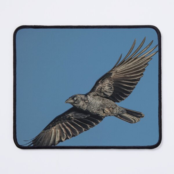 Item preview, Torresian Crow designed and sold by robdwildlife.