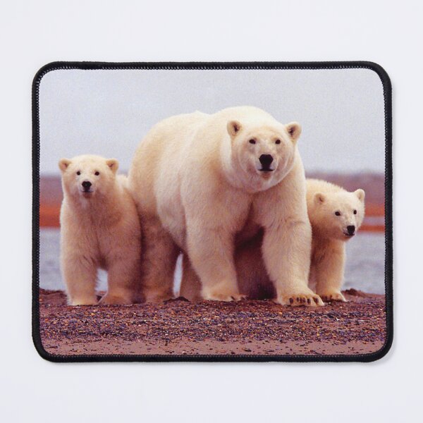 Item preview, Polar Bears near Kaktovik, Alaska designed and sold by AlaskaExtreme.