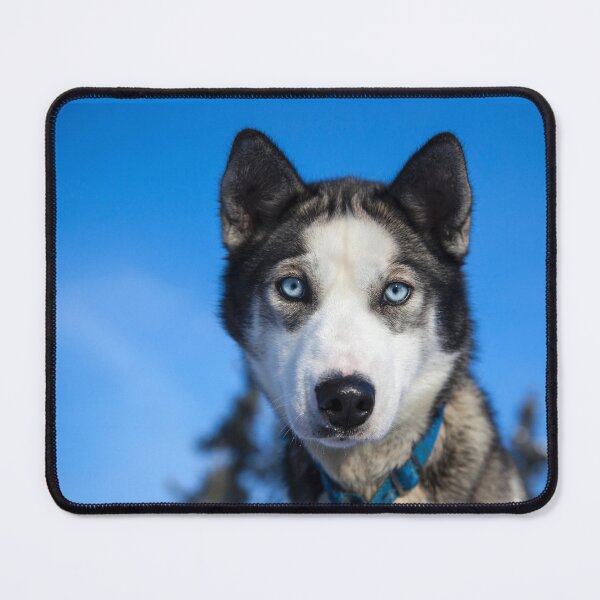 Item preview, Husky Sled Dog in Alaska designed and sold by AlaskaExtreme.
