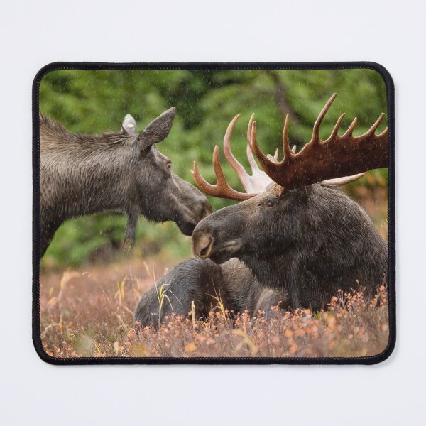 Item preview, Moose in Alaska designed and sold by AlaskaExtreme.