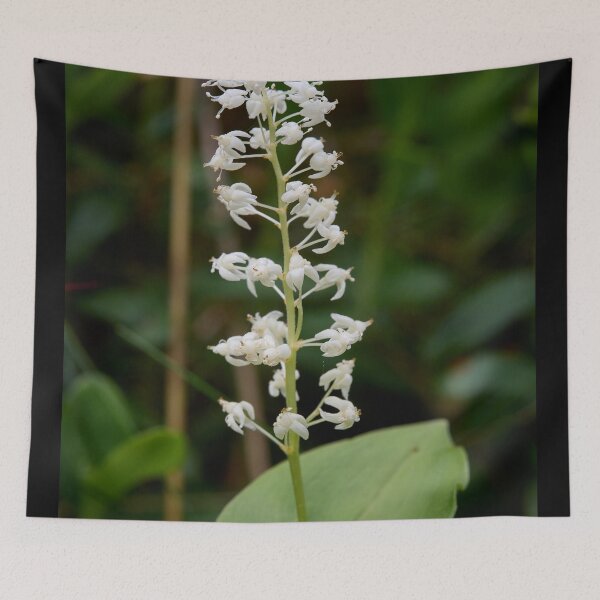 Item preview, False lily of the valley. May Lily designed and sold by Jouko Lehto Photography.