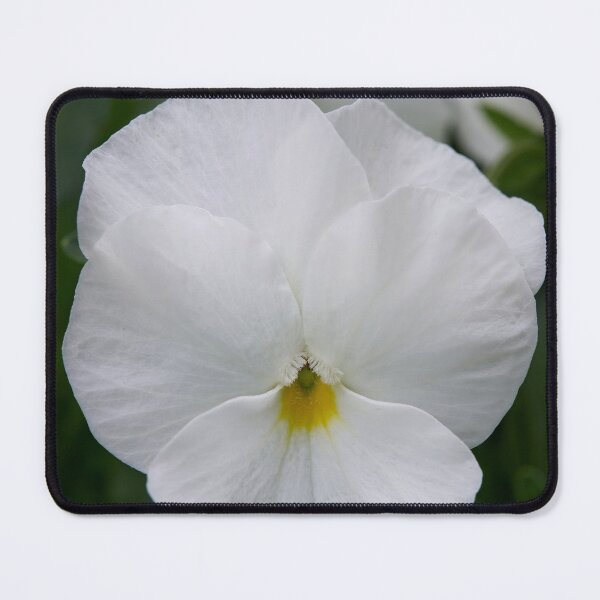 Item preview, White garden Violet designed and sold by Jouko Lehto Photography.